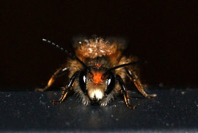 Rosse Metselbij - - Osmia rufa