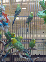 Birds In Pet Stores