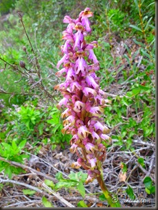 P1140318