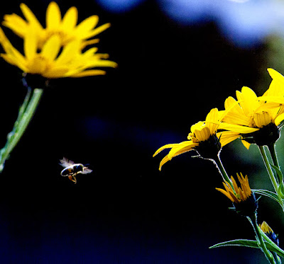 Ташкент пчела цветы лето  Tashkent bee flowers summer
