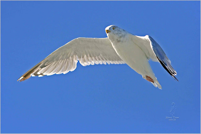 gull wallpaper,gull images;gull photo,gull picture,beautiful gull,cute gull,Pacific Gull, Larus pacificus, Belcher's Gull, Larus belcheri, Olrog's Gull, Larus atlanticus Black-tailed Gull, Larus crassirostris ,Heermann's Gull, Larus heermanni,Common Gull or Mew Gull, Larus canus,Ring-billed Gull, Larus delawarensis,California Gull, Larus californicusGreat Black-backed Gull, Larus marinus,Kelp Gull, Larus dominicanus, (called "Southern Black-backed Gull" or "Karoro" in New Zealand),Cape Gull, Larus dominicanus vetula,Glaucous-winged Gull, Larus glaucescens,Western Gull, Larus occidentalis,Yellow-footed Gull, Larus livens,Glaucous Gull, Larus hyperboreus,Iceland Gull, Larus glaucoides,Kumlien's Gull, Larus glaucoides kumlieni Thayer's Gull, Larus thayeri,European Herring Gull, Larus argentatus,Heuglin's Gull, Larus heuglini,American Herring Gull,Larus smithsonianus,Yellow-legged Gull,Larus michahellis,Caspian Gull, Larus cachinnans,East Siberian Herring Gull, Larus vegae,Armenian Gull,Larus armenicus,Slaty-backed Gull,Larus schistisagus,Lesser Black-backed Gull,Larus fuscus,White-eyed Gull,Ichthyaetus leucophthalmus,Sooty Gull,Ichthyaetus hemprichii,Great Black-headed Gull,Ichthyaetus ichthyaetus,Audouin's Gull, Ichthyaetus audouinii,Mediterranean Gull, Ichthyaetus melanocephalus,Relict Gull, Ichthyaetus relictus,Dolphin Gull, Leucophaeus scoresbii,Laughing Gull, Leucophaeus atricilla,Franklin's Gull, Leucophaeus pipixcan,Lava Gull, Leucophaeus fuliginosus,Gray Gull, Leucophaeus modestus,Silver Gull, Chroicocephalus novaehollandiae,Red-billed Gull, Chroicocephalus scopulinus,Hartlaub's Gull, Chroicocephalus hartlaubii,  Brown-hooded Gull, Chroicocephalus maculipennis,Gray-hooded Gull, Chroicocephalus cirrocephalus,Andean Gull, Chroicocephalus serranus,Black-billed Gull, Chroicocephalus bulleri,Brown-headed Gull, Chroicocephalus brunnicephalus,Black-headed Gull, Chroicocephalus ridibundus,Slender-billed Gull, Chroicocephalus genei,Bonaparte's Gull, Chroicocephalus philadelphia,