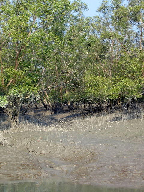 the-mangrove-forest-of-Bangladesh-is-Sundarban 