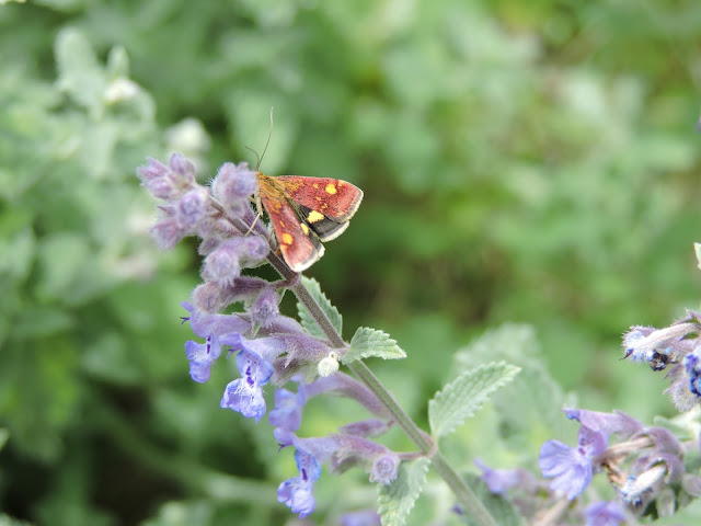 A mint moth on catmint (Nepeta)