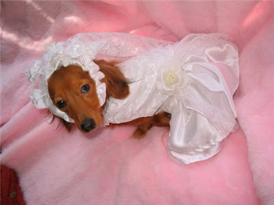 Baby Wedding Outfit on Baby It   S Cold Outside For Dachshunds