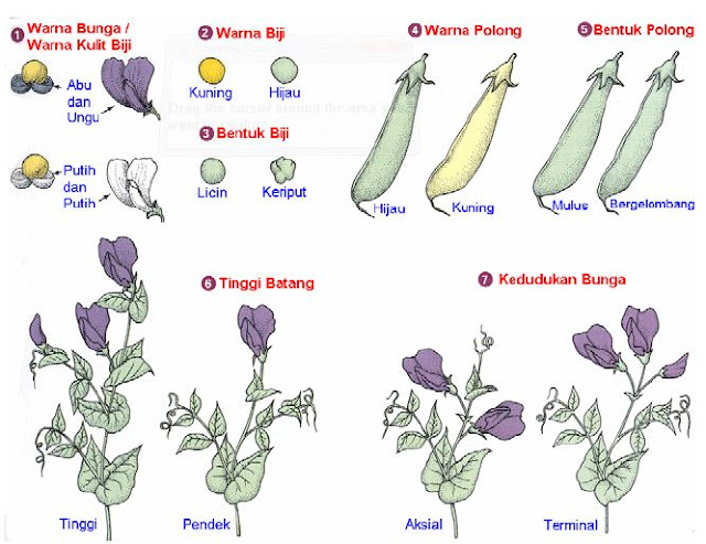 Variasi karakter/sifat morfologi pada Pisum sativum.