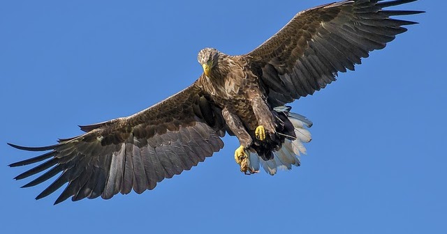 Cerita Legenda Burung Garuda Sang Pemangsa Terbesar Di 