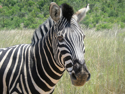 South Africa, Kruger National Park, zebra