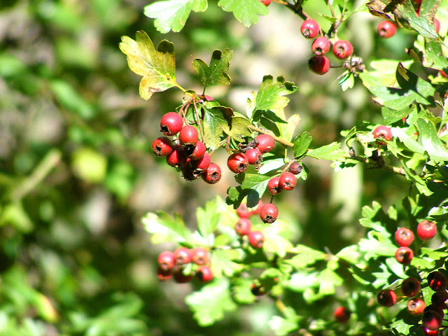 Hawthorn Crataegus monogyna. Indre et Loire. France. Photo by Loire Valley Time Travel.