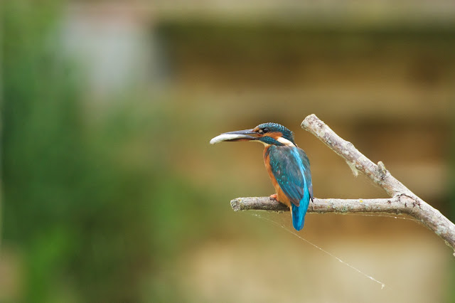 RSPB Rye Meads - Common Kingfisher छोटा किलकिला, राम चिरैया, शरीफन, निता मछराला  (Alcedo atthis)