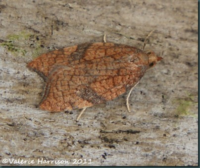 tortrix-8