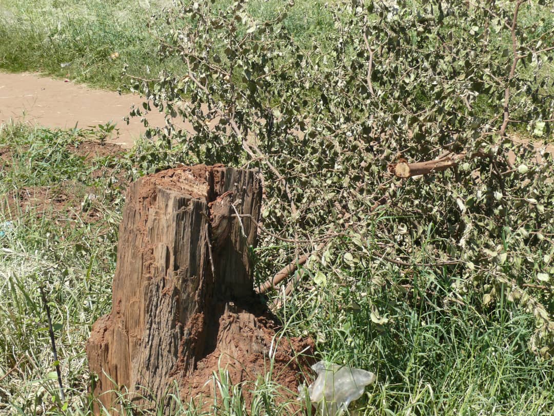 Council workers chop down trees in Kuwadzana, City of Harare, Kuwadzana Press,