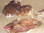 karakteristik atau ciri ciri ayam yang terjangkit penyakit