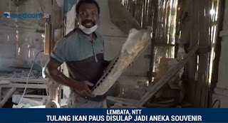 Perburuan itu dilakukan oleh masyarakat pesisir di Desa Lowoleba, kecamatan Nubatukan, Lembata, Nusa Tenggara Timur. Biasanya dilakukan saat musim migrasi ikan paus dan telah menjadi kebiasaan tahunan. Orang lokal mempercayainya sebagai sebuah ritual. Berikut fakta-fakta yang sebaiknya anda ketahui. 15 Mei 2018.