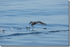 Sooty Shearwater