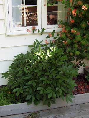 Barren peony