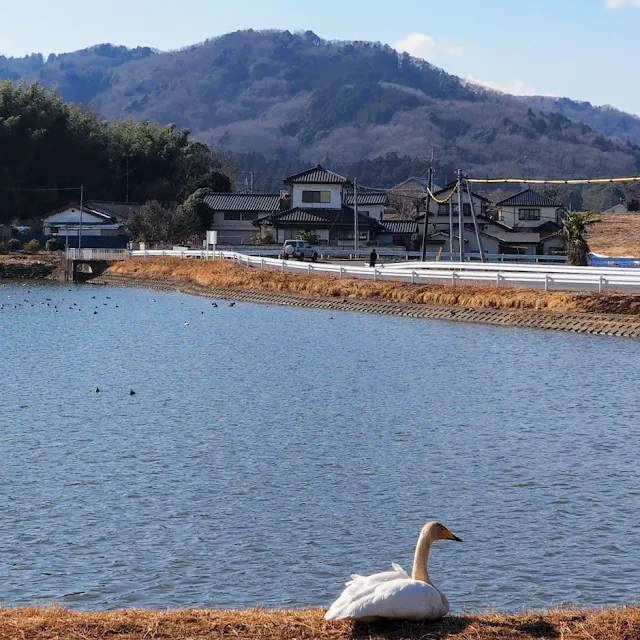 ますみが池　白鳥