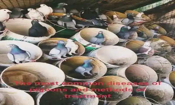 Your guide to the treatment of diseases of pigeons
