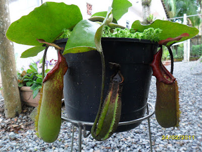 nepenthes