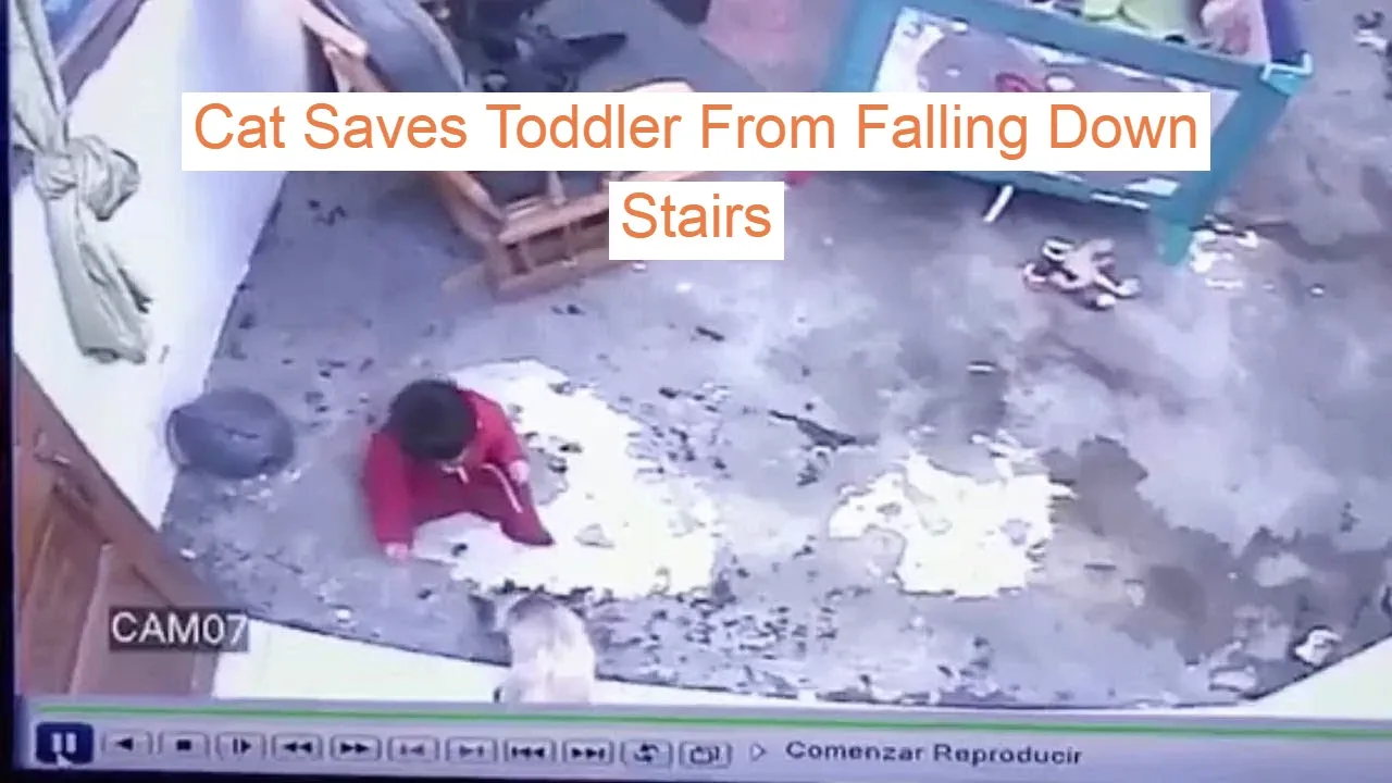 Cat Saves Toddler From Falling Down Stairs