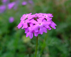 Purple Wildflower Picture