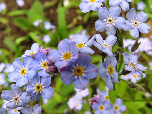 forget-me-not