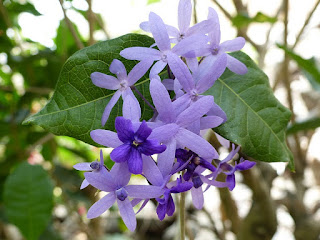 Diadème Royal - Liane Saint-Jean - Liane pentecôte - Liane rude - Petrea volubilis