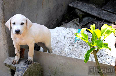 Malaysia puppy photo