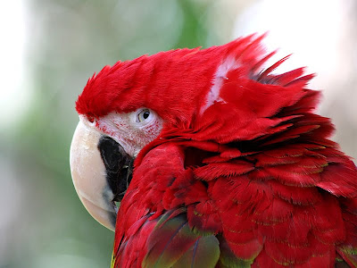 Macaw