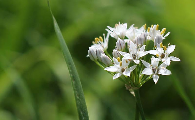 Garlic Chives Flowers Pictures