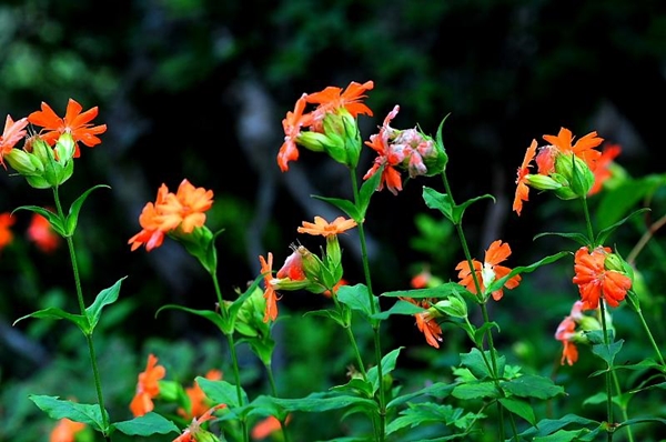 Зорька родственная (Lychnis cognata)