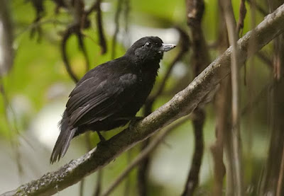 Black Bushbird