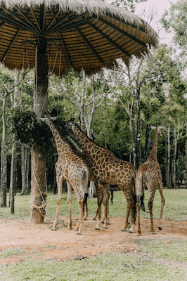 Giraffes in Zoo