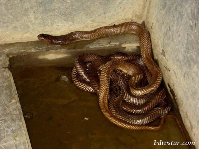  Amazing Snake picture 