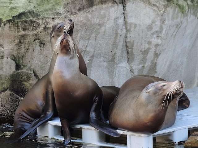 In de zoo: de zeeleeuwen