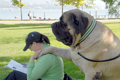 Bull Mastiff