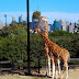 many zoos in Australia are among the world’s best