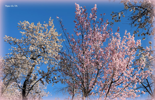 Jérez, La flor del almendro