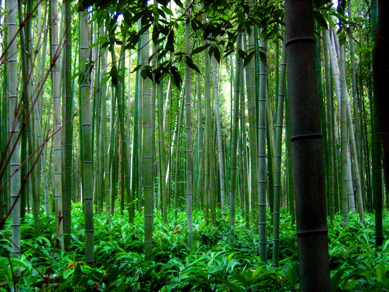 Bamboo Tree Pictures2