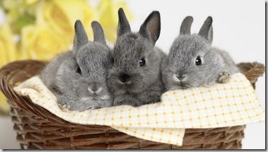 3 gray bunny rabbits in a basket with yellow flower in background on white background.