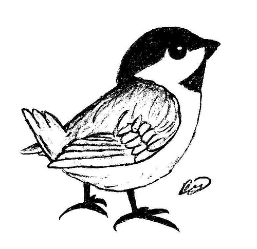 bird cartoon images