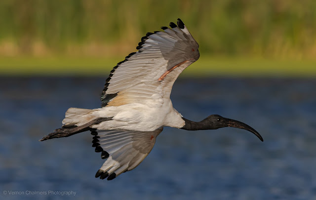 African Sacred Ibis  Intaka Island Cape Town Vernon Chalmers