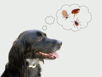 Fleas - 6 Primary Reasons for Skin Problem in Dogs | Budget Pet World