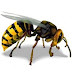 20 Fakta Menakjubkan tentang Lebah Madu
