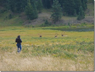 Elk, Rocky Mountain National Park, western portion Trail Ridge Road