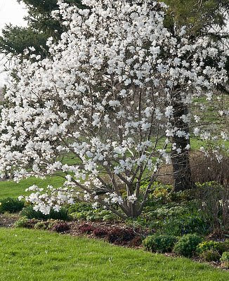 star magnolia tree pictures. #39;Royal Star#39; magnolia before