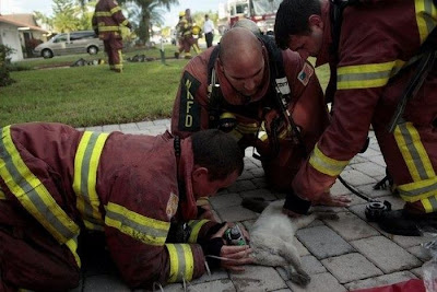 Animals Being Rescued Seen On www.coolpicturegallery.us