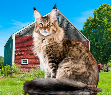 Maine Coon has a barn cat heritage