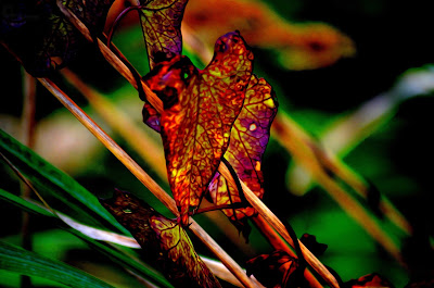 Herbst, autumn, autunno, осень, otoño, automne, mùa thu, 秋, Hösten, восень, vjeshtë, payız, Udazkeneko, jesen, есен, efteråret, sügis, syksy, φθινόπωρο, 