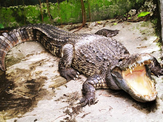 Crocodile Breeding in East Kalimantan