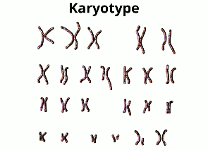 karyotype